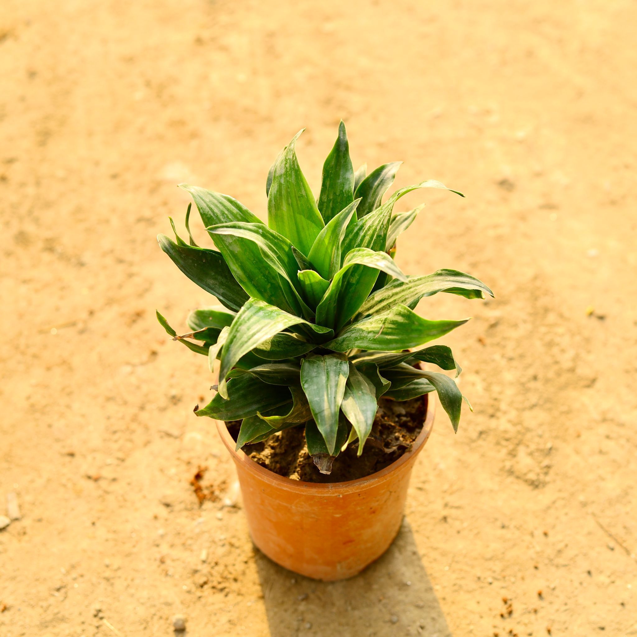 Dracaena Compacta in 5 Inch Nursery Pot