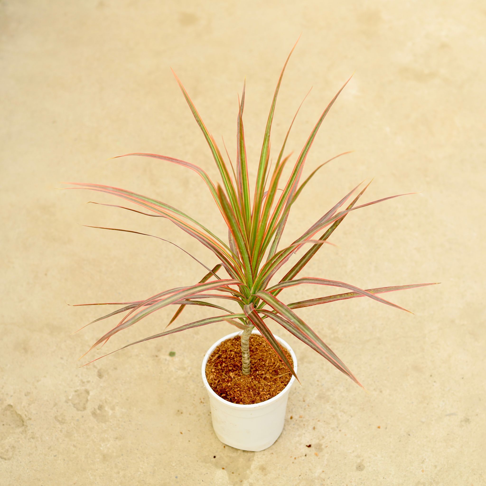 Dracaena Colorama / Marginata in 5 Inch White Nursery Pot