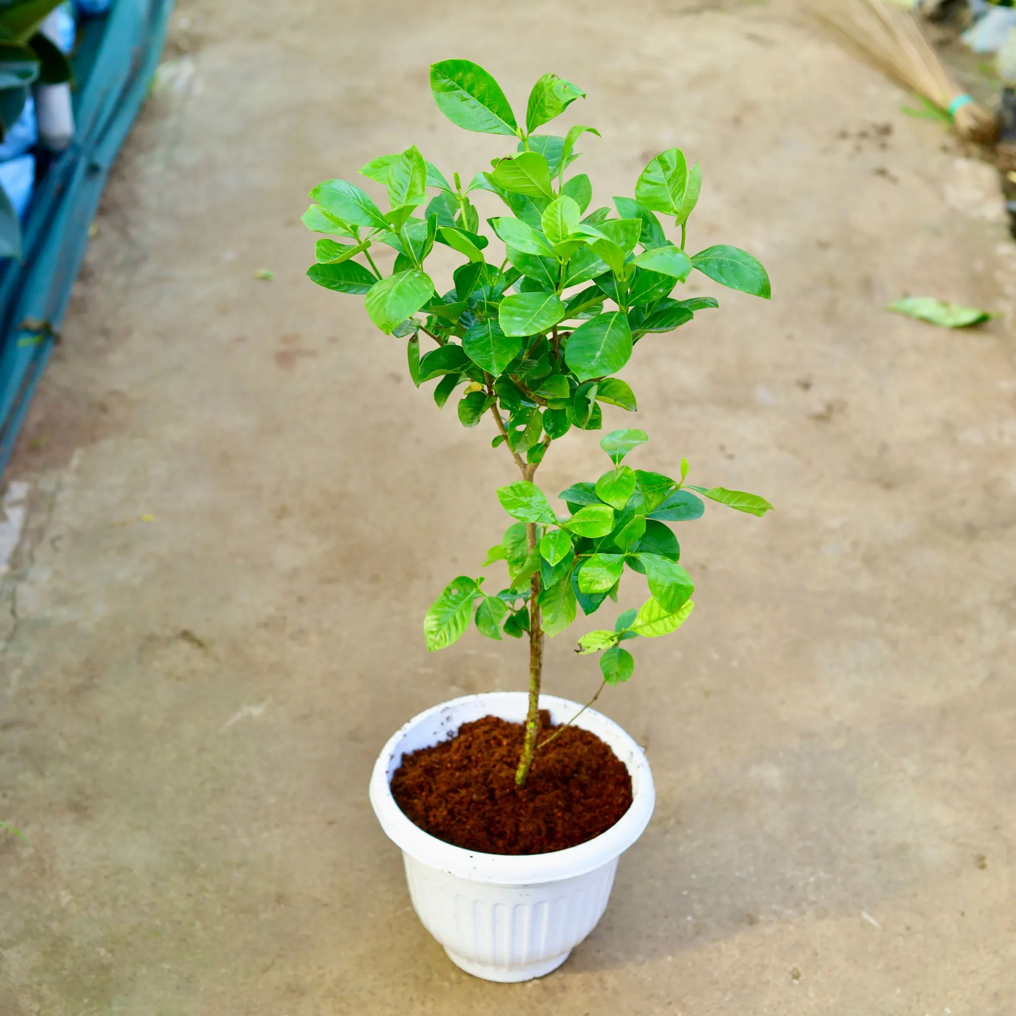 Gardenia / Gandhraaj (any colour) in 10 Inch White Olive Plastic Pot
