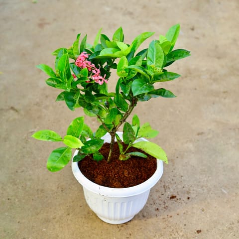 Ixora Pink in 10 Inch White Olive Plastic Pot