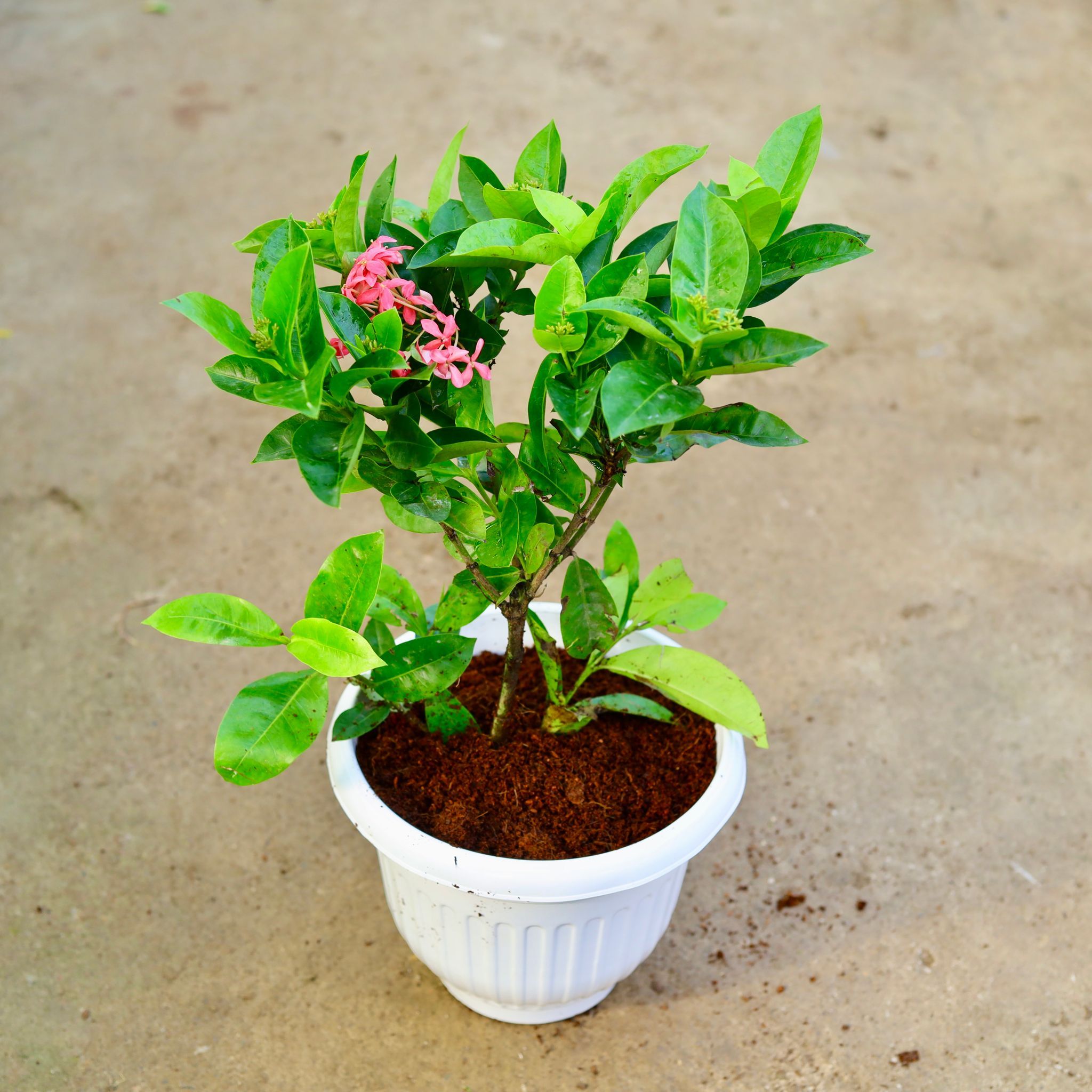 Ixora Pink in 10 Inch White Olive Plastic Pot