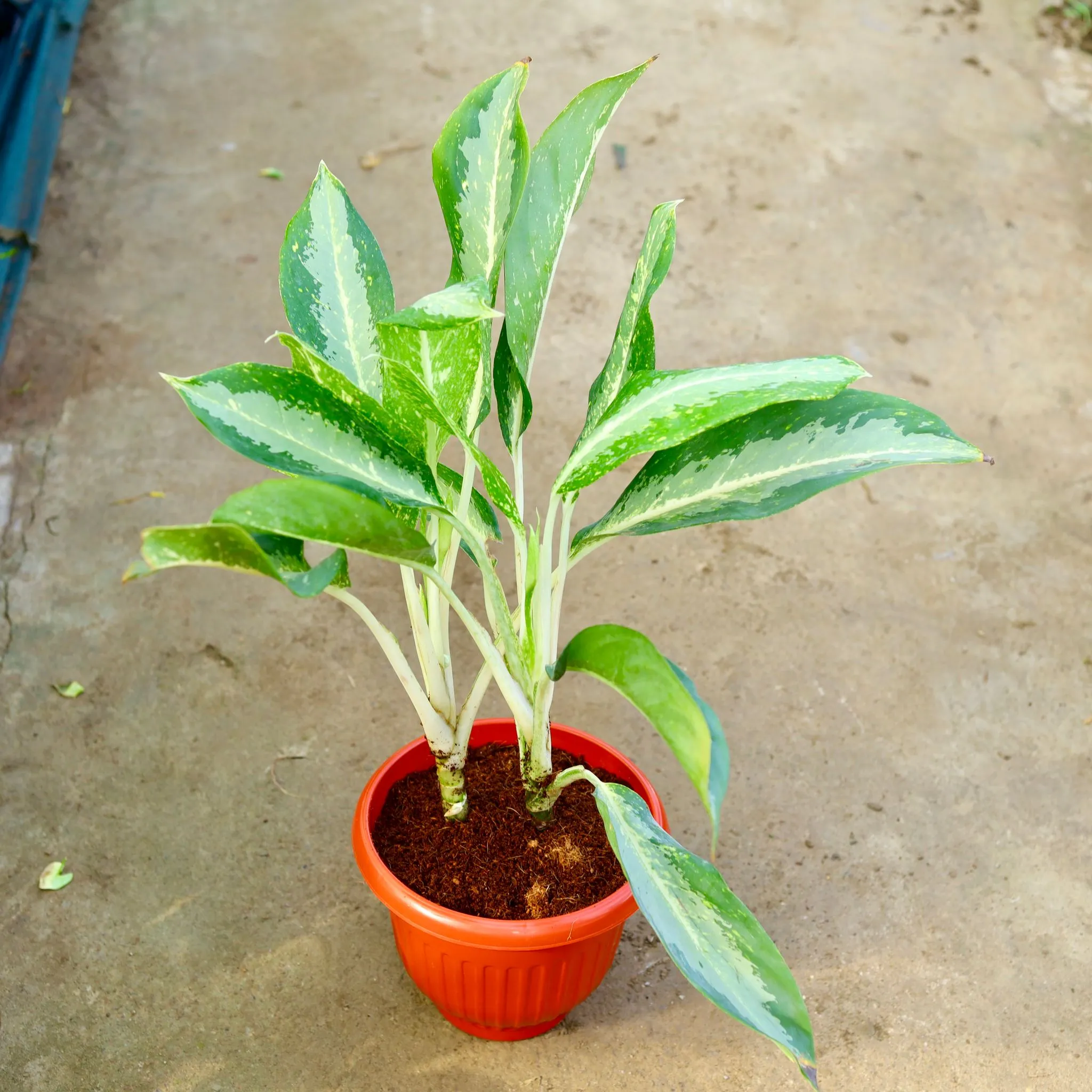 Aglaonema Dove in 10 Inch Terracotta Red Olive Plastic Pot