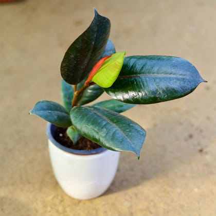 Buy Rubber Black in 4 Inch Classy White Cup Ceramic Pot (any colour) Online | Urvann.com