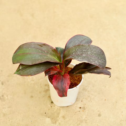 Dracaena Rosea in 5 Inch White Nursery Pot