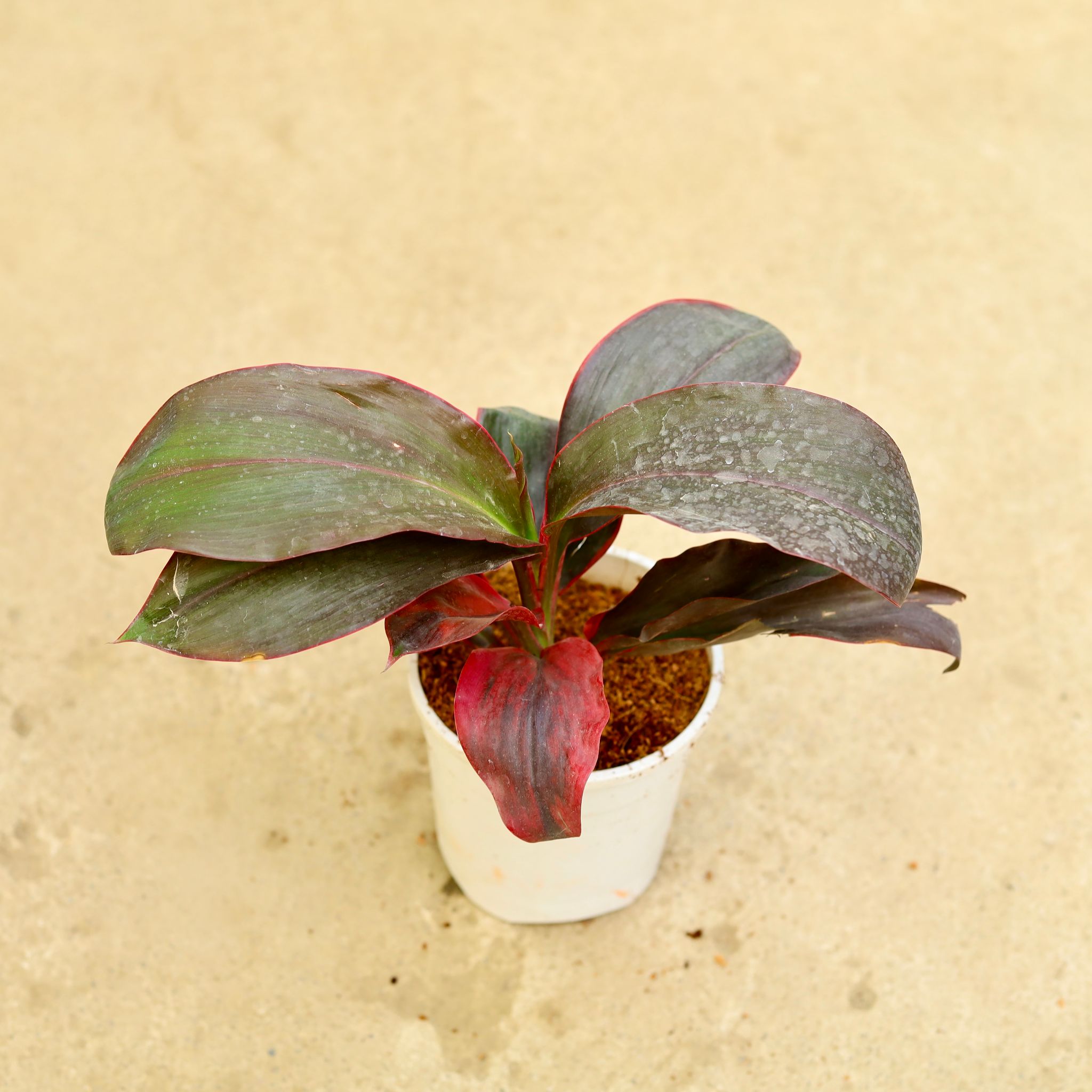 Dracaena Rosea in 5 Inch White Nursery Pot
