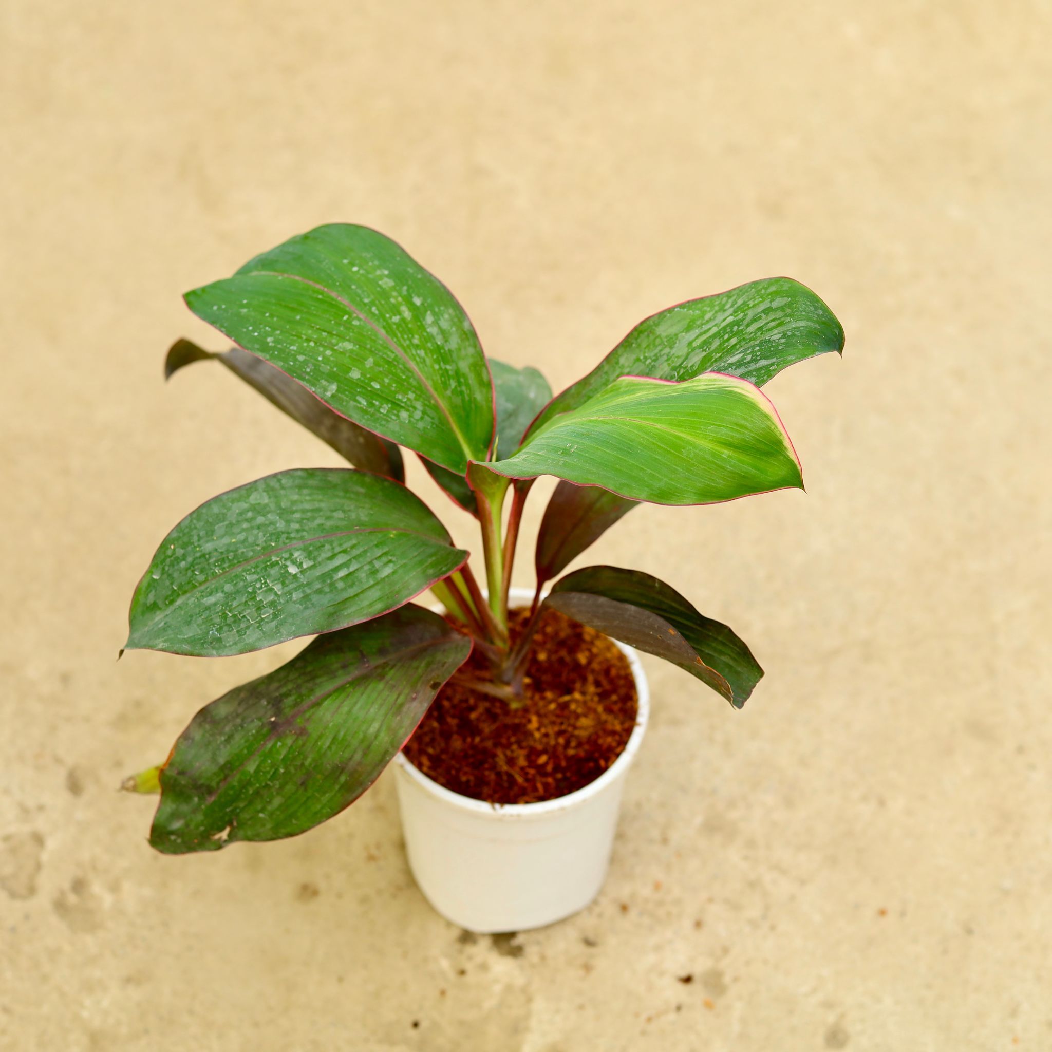 Dracaena Kedarnath in 5 Inch White Nursery Pot
