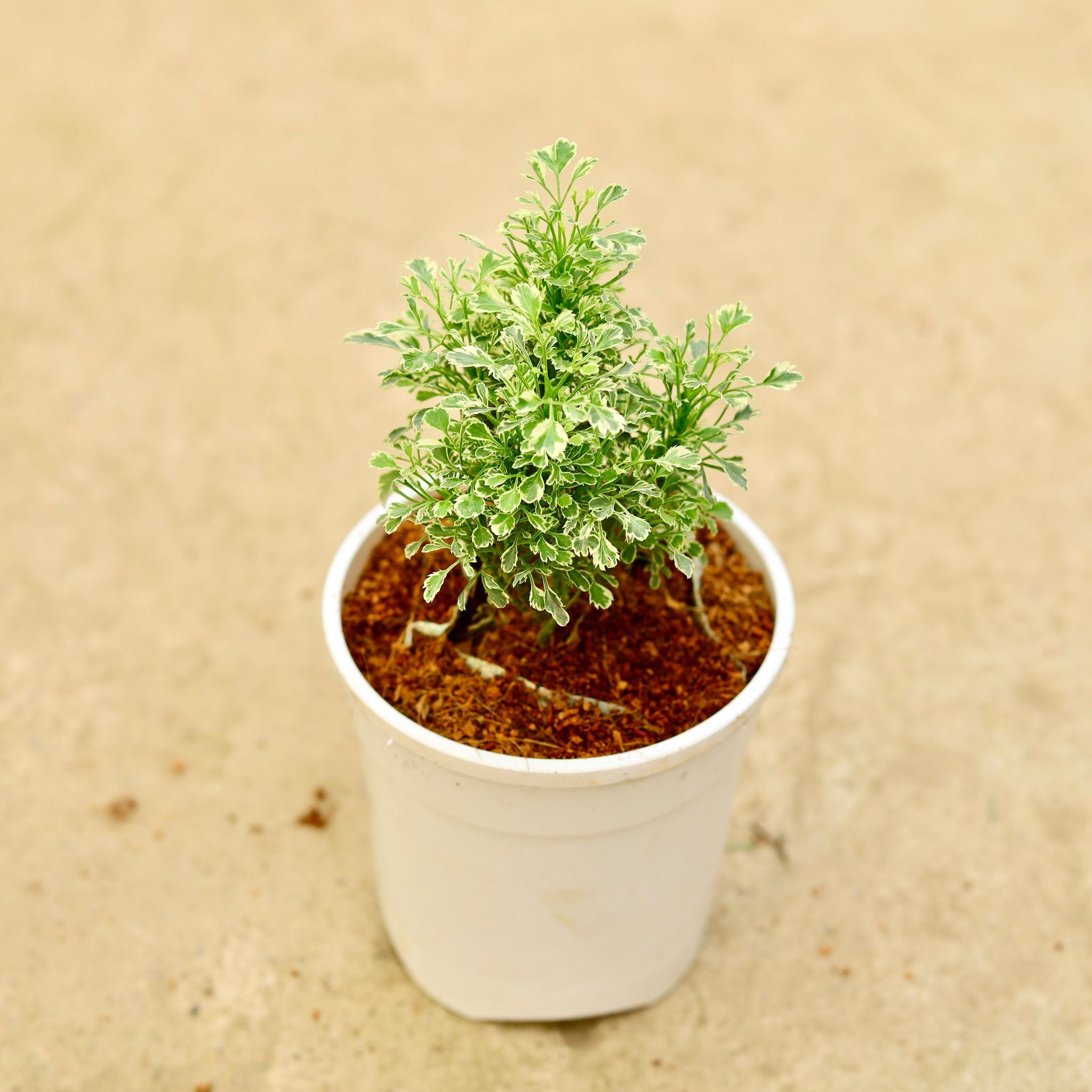 Aralia white in 5 Inch White Nursery Pot