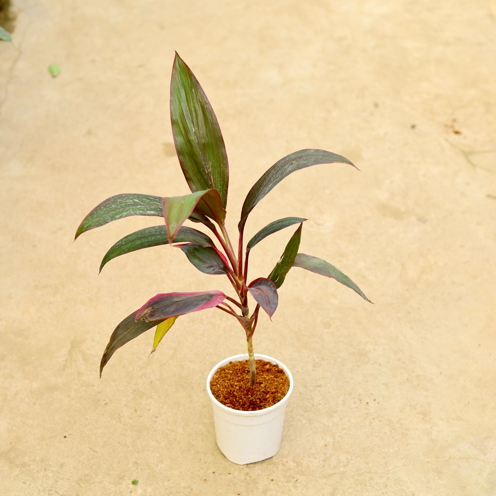Dracaena Mahatma in 5 Inch White Nursery Pot