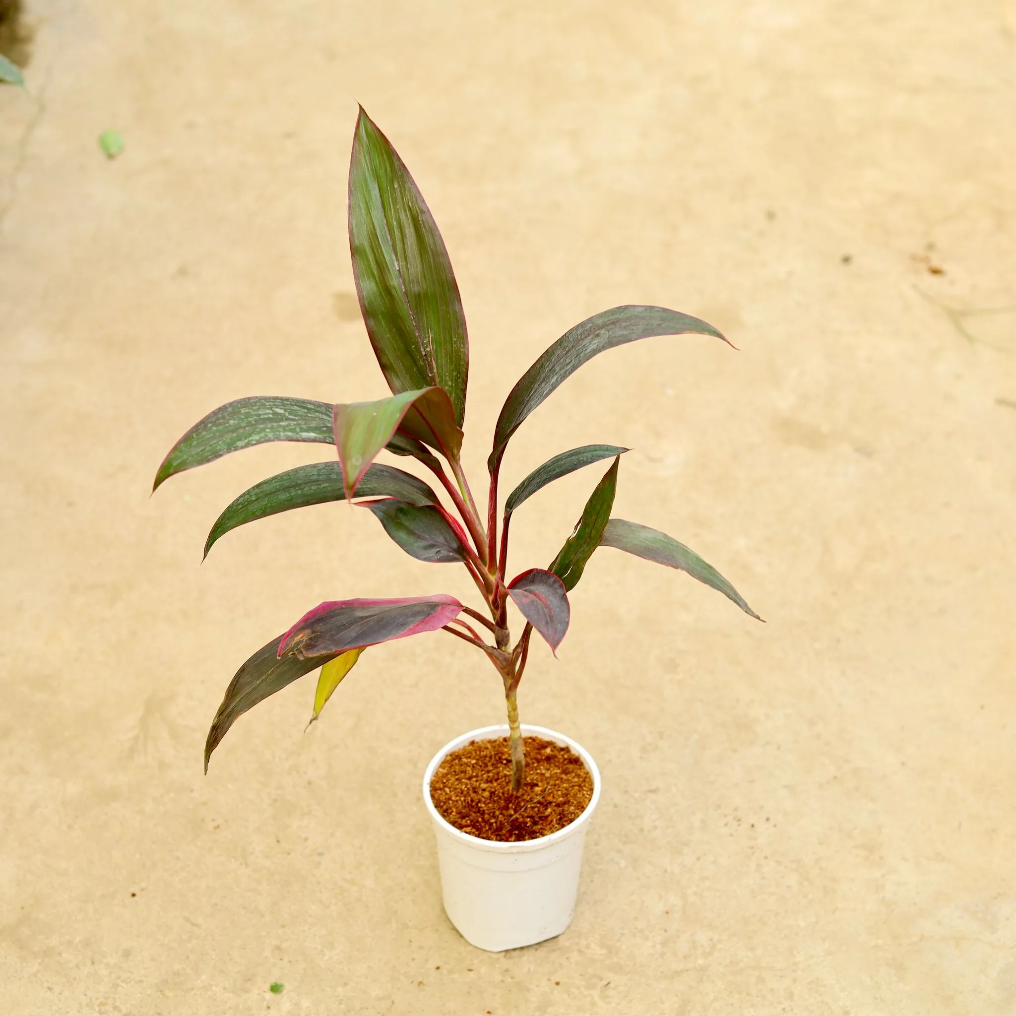 Air Purifying - Dracaena Mahatma in 5 Inch White Nursery Pot