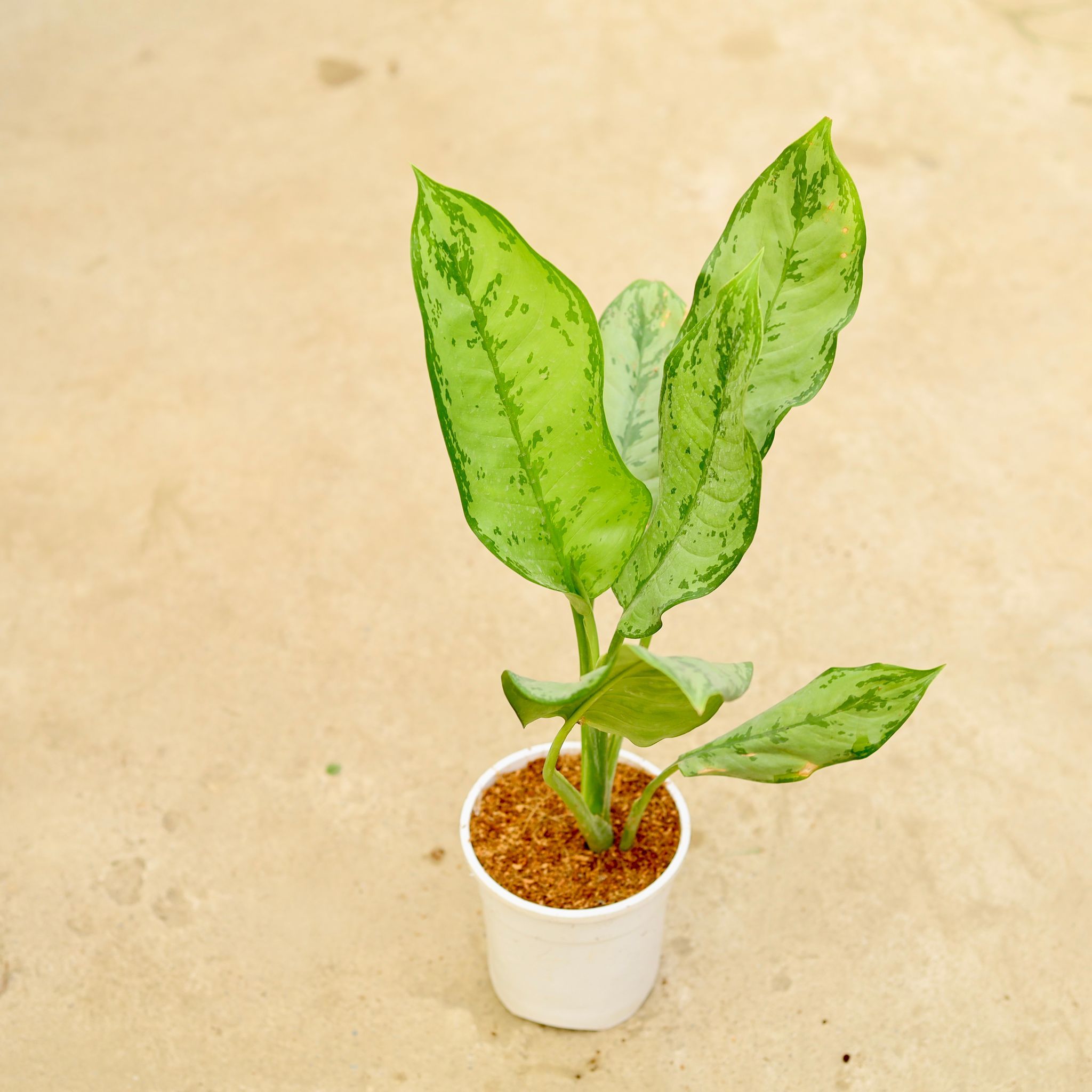 Aglaonema Filipica in 5 Inch White Nursery Pot