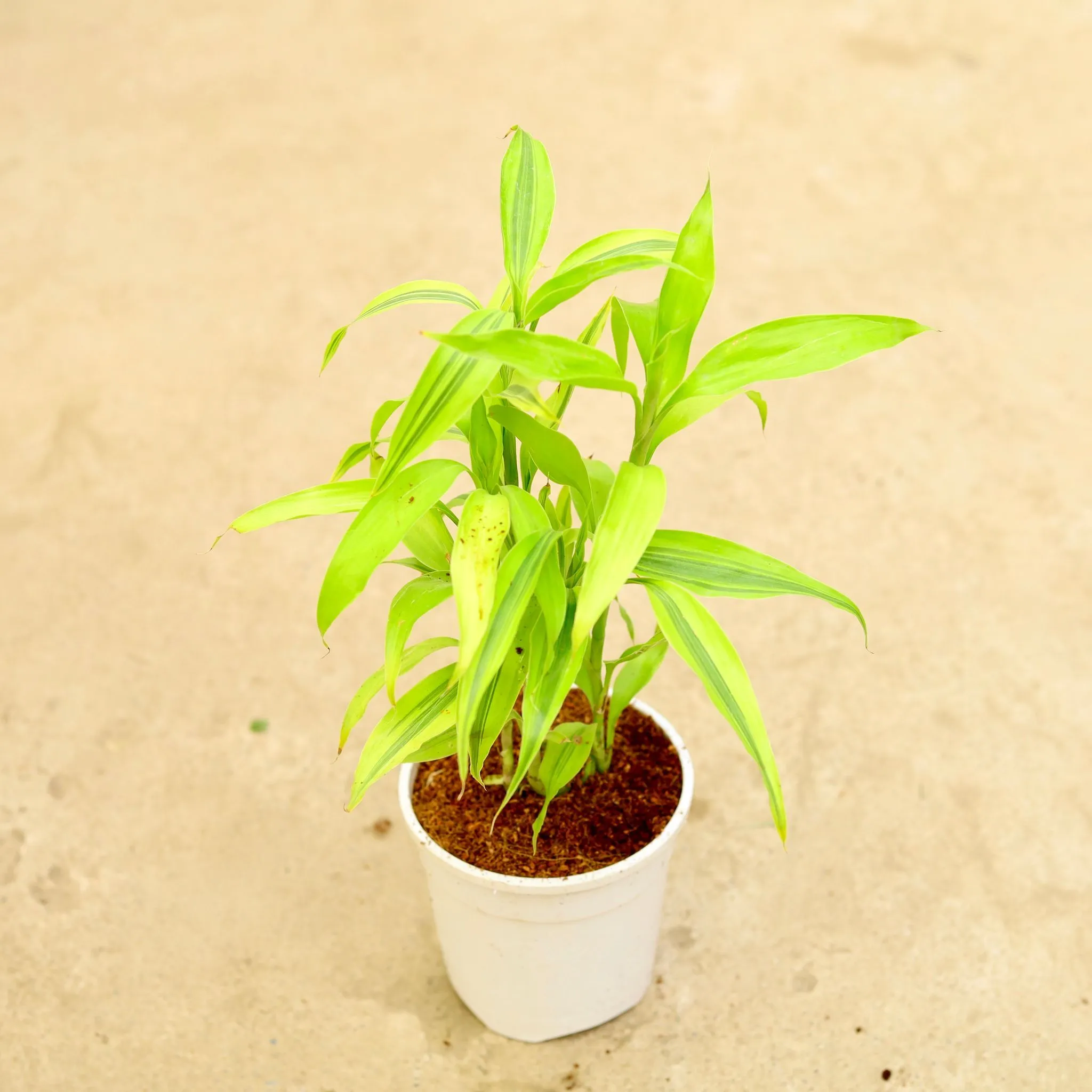 Air Purifying - Lucky Bamboo in 5 Inch White Nursery Pot