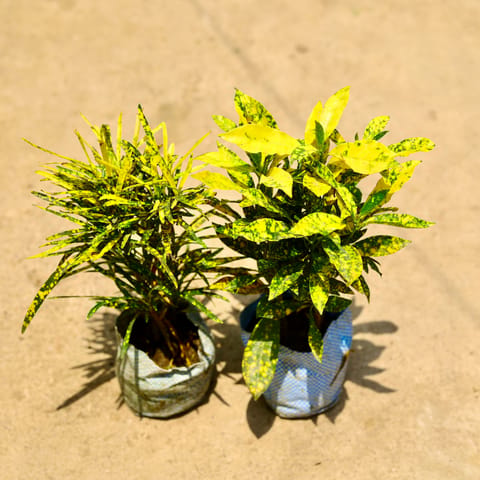 Set of 2 - Baby Croton & Choronji Croton in 4 Inch Live Plant Nursery Bag