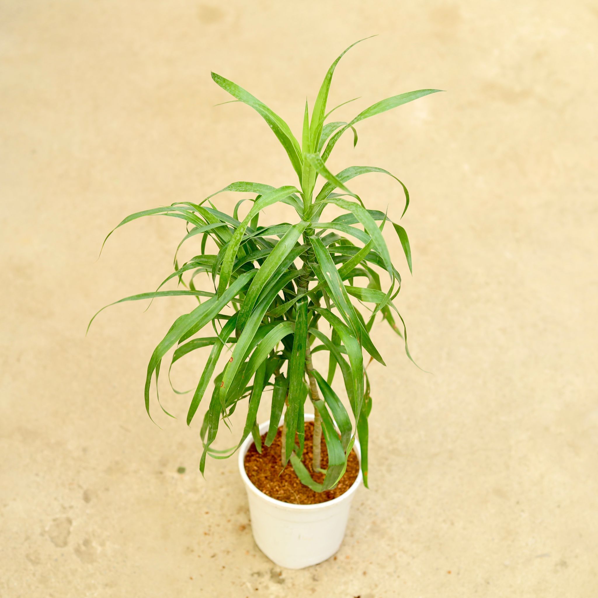 Dracaena Green in 5 Inch White Nursery Pot
