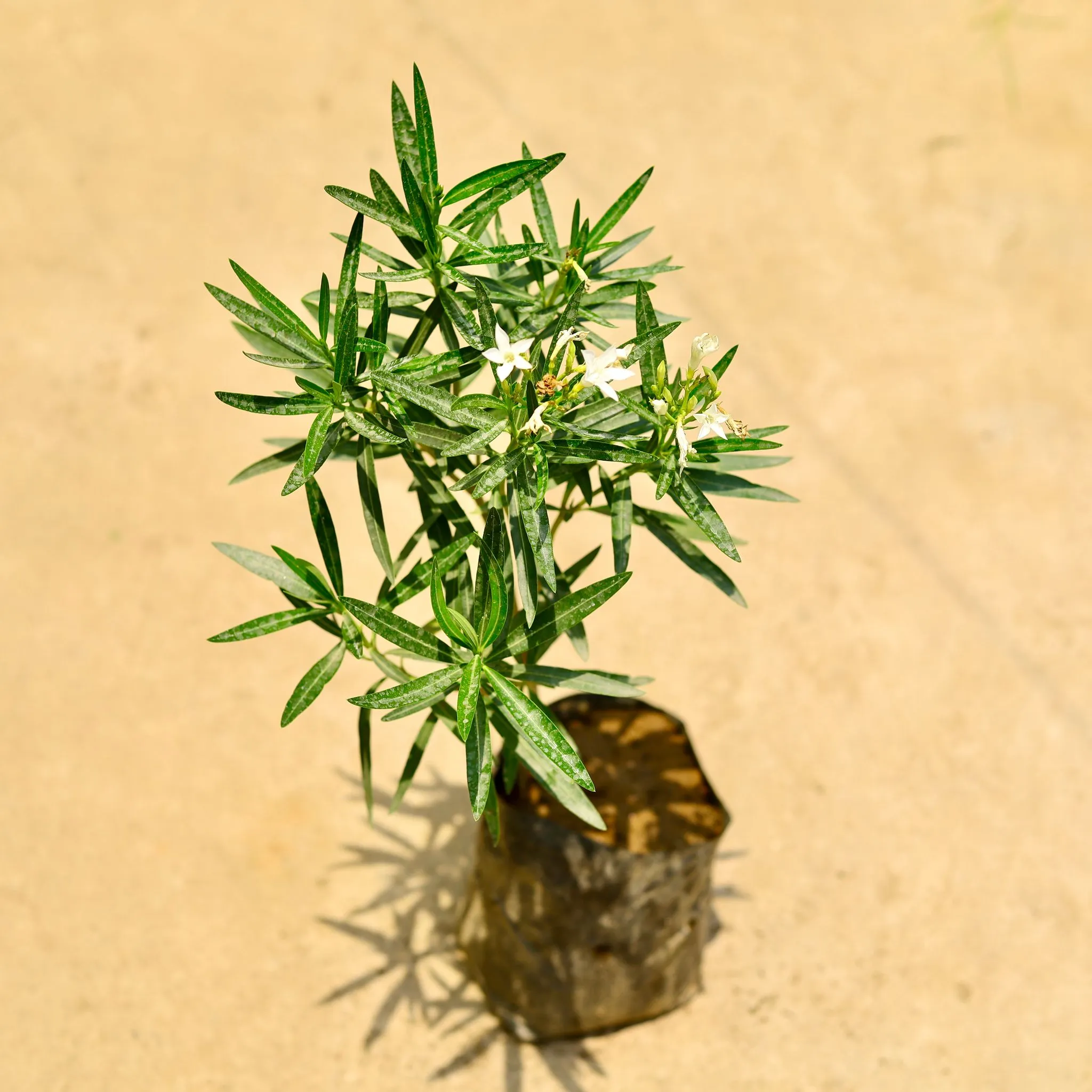 Kaner / Oleander White Dwarf in 6 Inch Nursery Bag