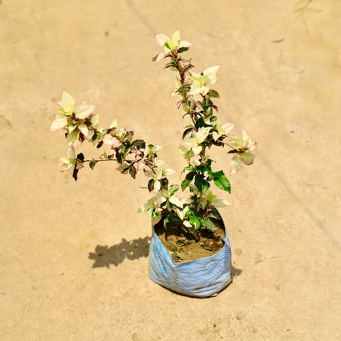 Hibiscus / Gudhal Vareigated (any colour) in 8 Inch Nursery Bag