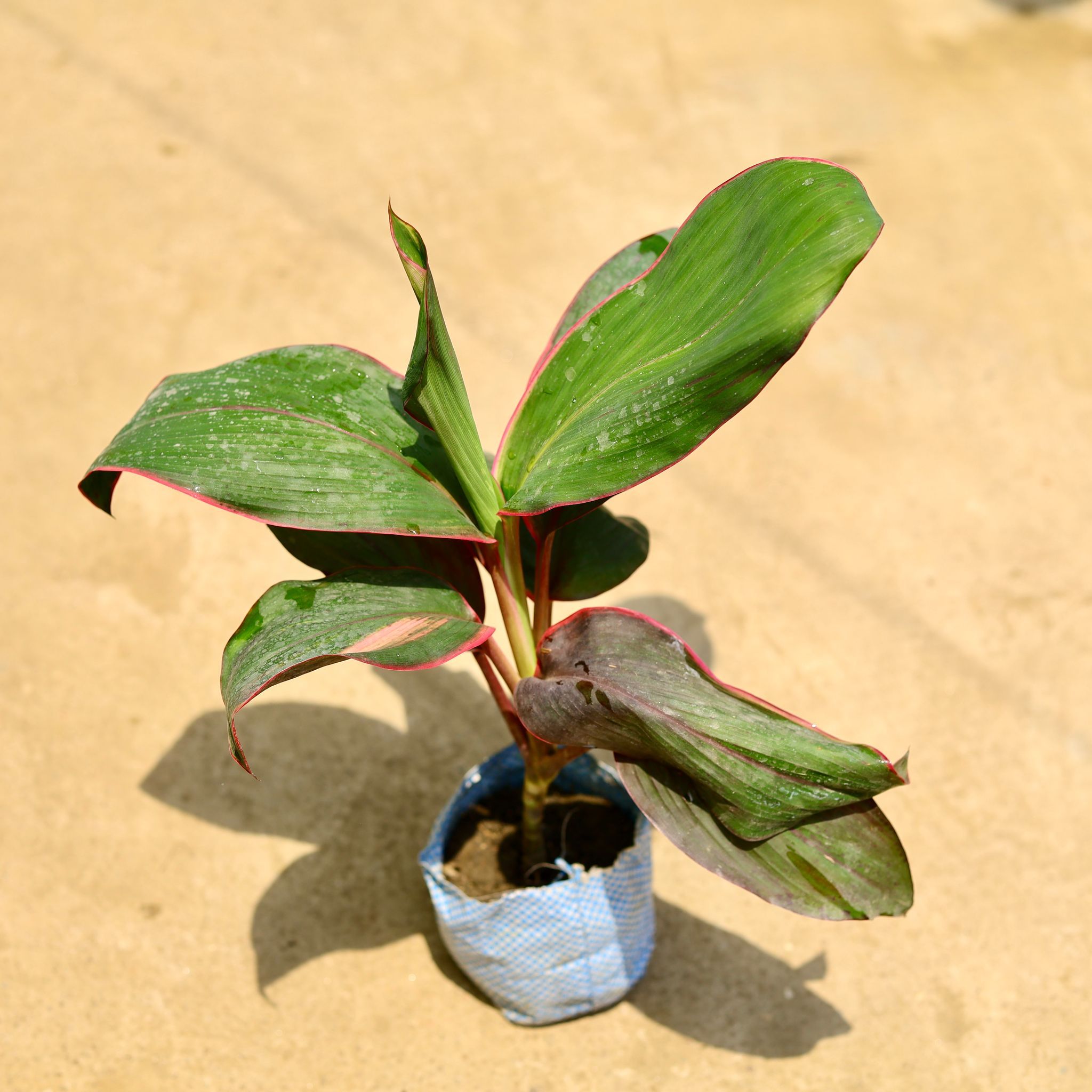 Dracaena Kedarnath in 4 Inch Nursery Bag