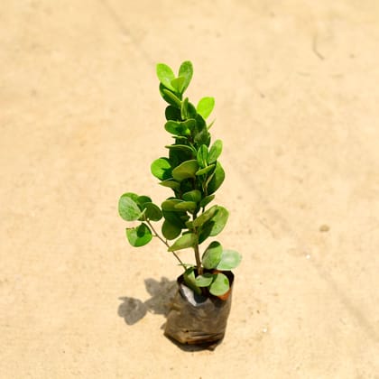 Buy Ficus Moclaim in 3 Inch Nursery Bag Online | Urvann.com