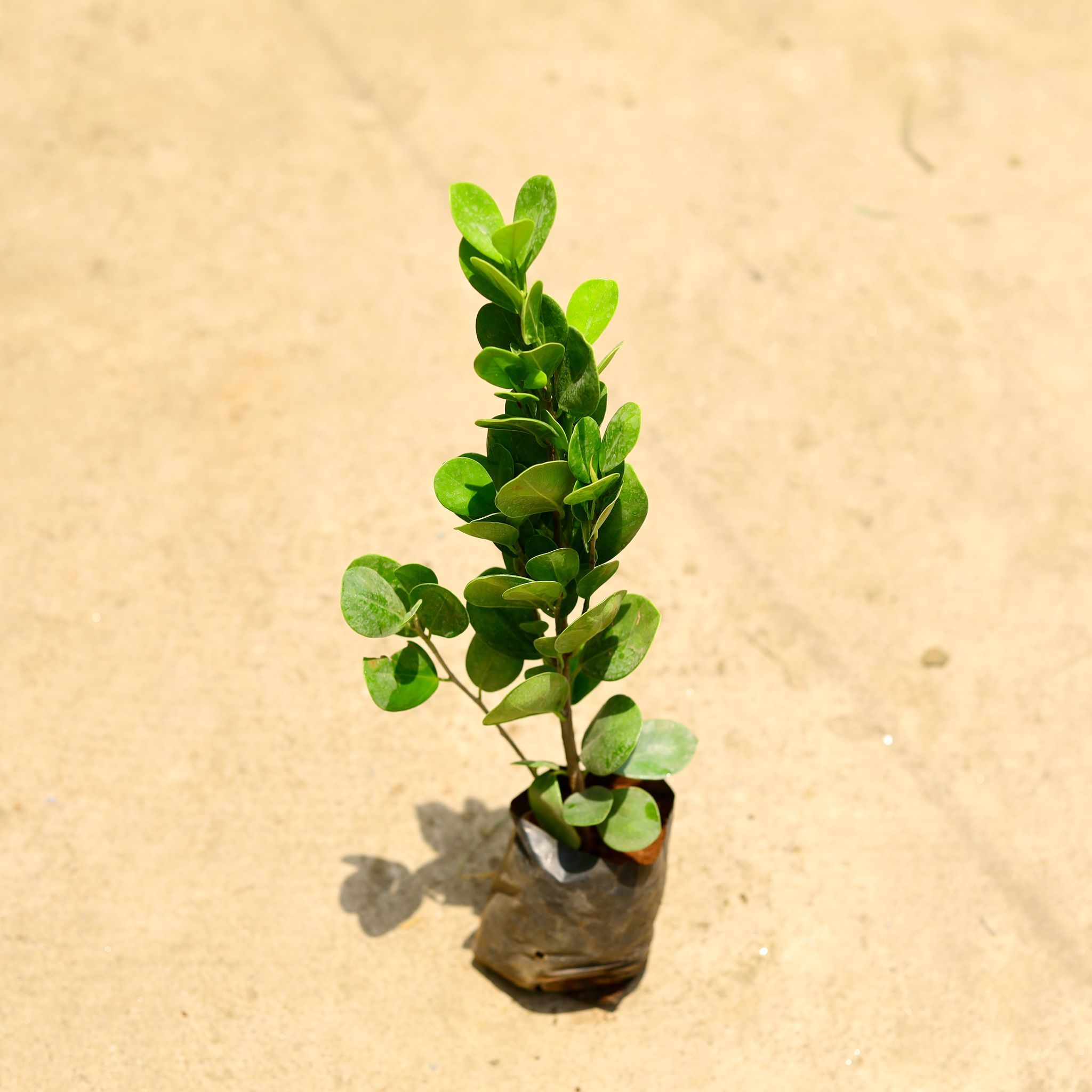 Ficus Moclaim in 3 Inch Nursery Bag