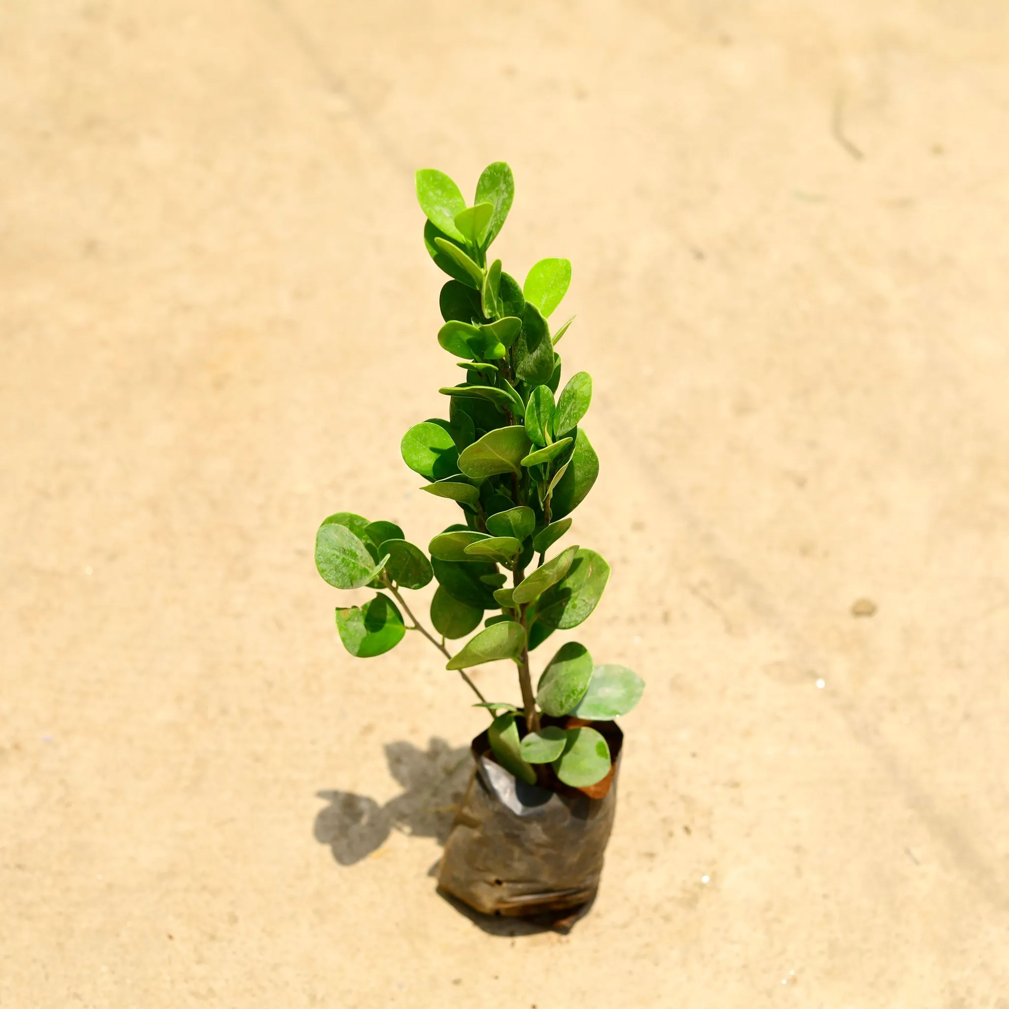 Ficus Moclaim in 3 Inch Nursery Bag