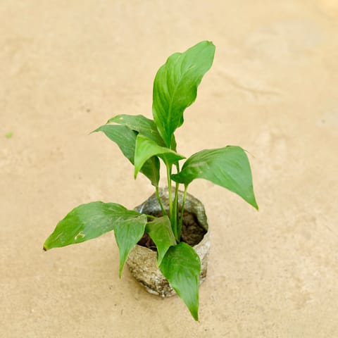 Peace Lily (any colour) in 4 Inch Nursery Bag