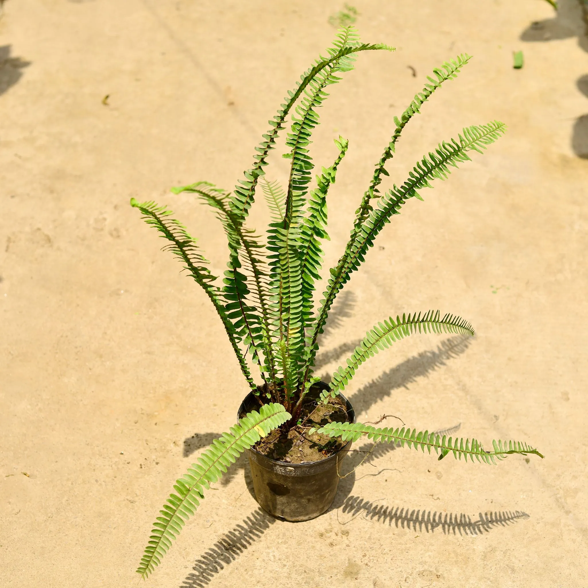 Fern green in 6 Inch Nursery Pot