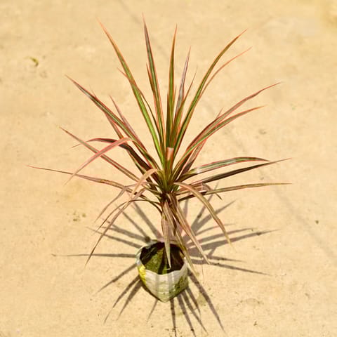 Air Purifying - Dracaena Colorama / Marginata Red in 4 Inch Nursery Bag