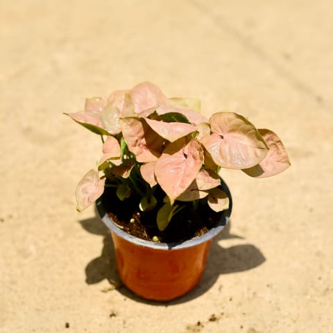 Air Purifier Syngonium Pink in 4 Inch Nursery Pot
