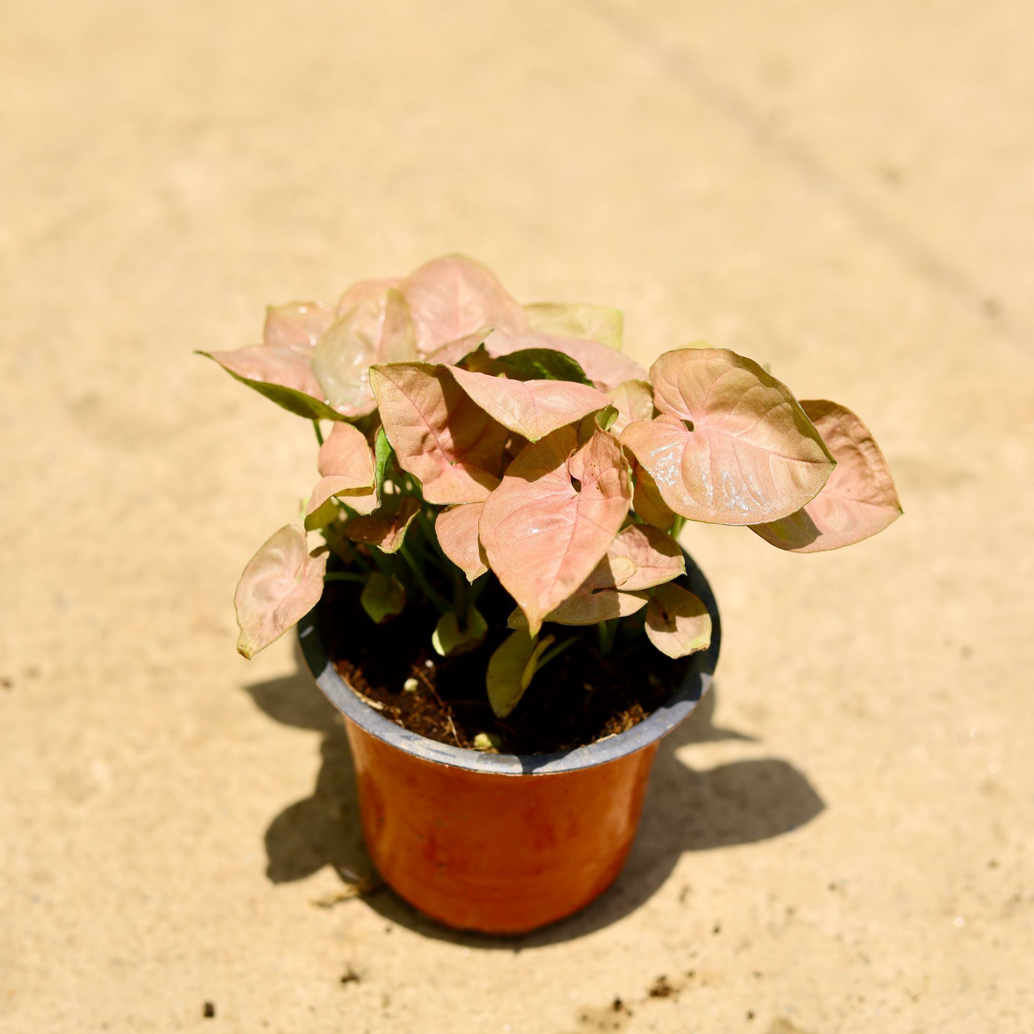 Syngonium Pink in 4 Inch Nursery Pot