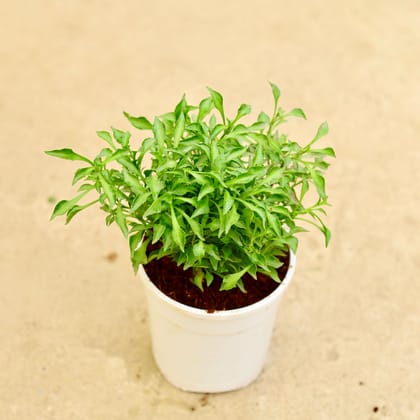 Buy Alternanthera Green in 4 Inch White Nursery Pot Online | Urvann.com