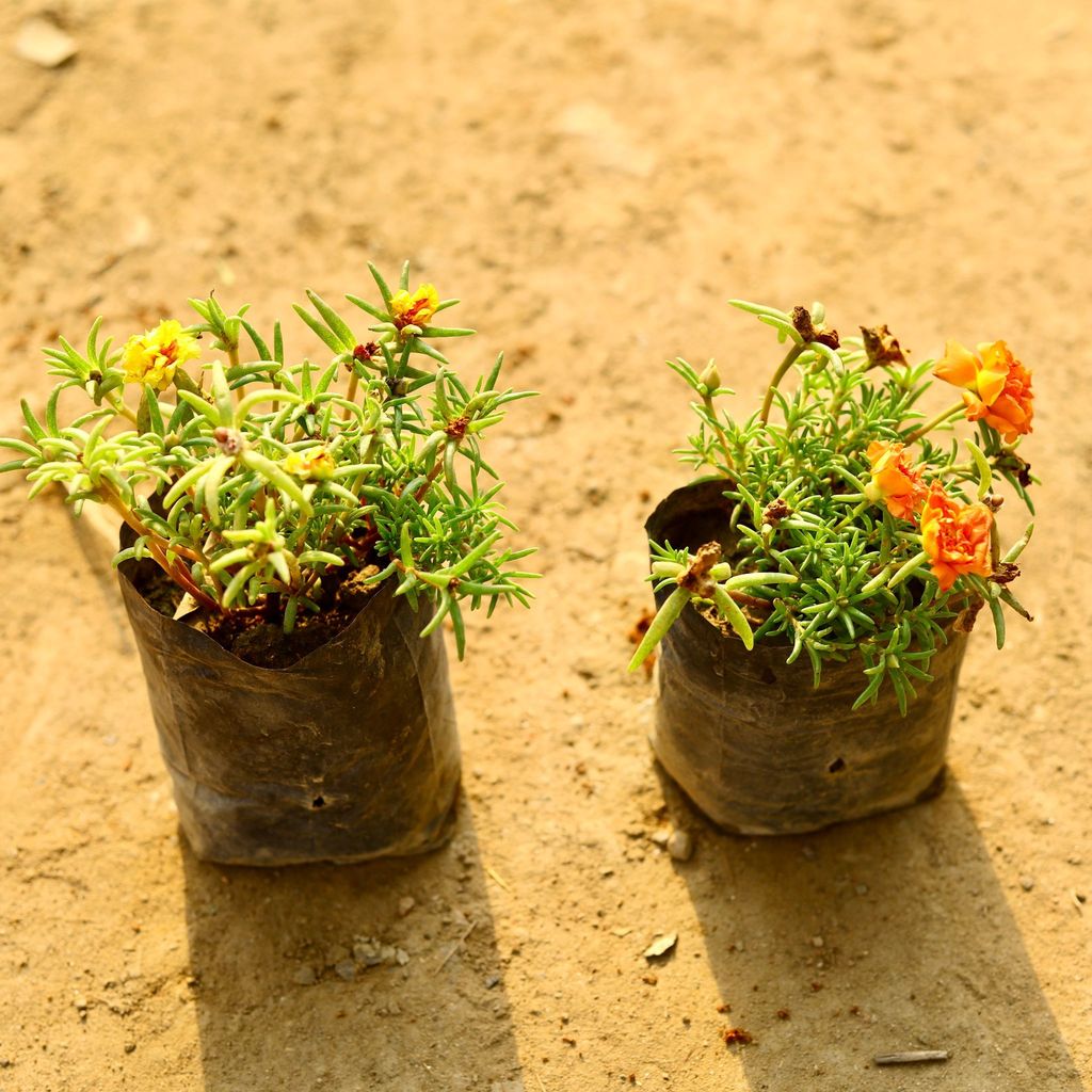 Buy Set of 2 - Portulaca Moss rose (Orange & Yellow) in 4 Inch Nursery Bag Online | Urvann.com Set of 2 - Portulaca Moss rose (Orange & Yellow) in 4 Inch Nursery Bag