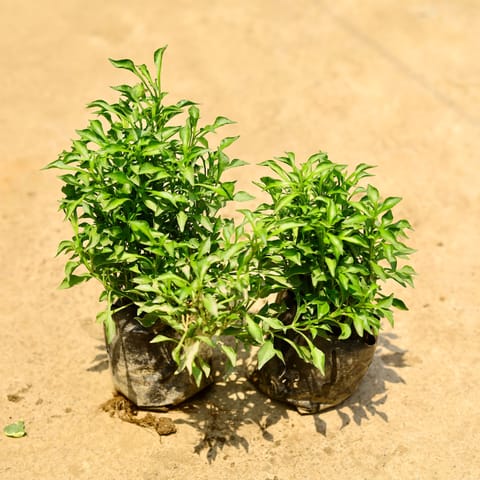 Set of 2 - Alternanthera Green in 4 Inch Nursery Bag