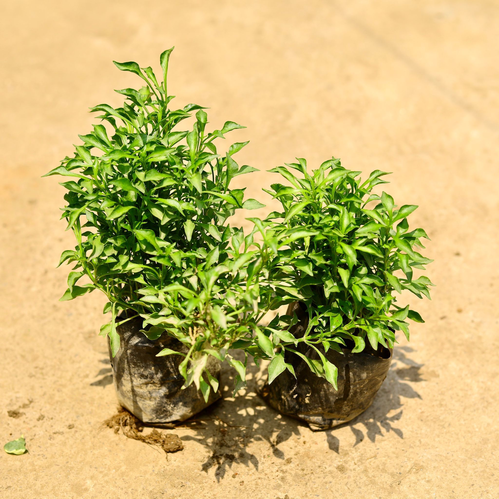 Set of 2 - Alternanthera Green in 4 Inch Nursery Bag