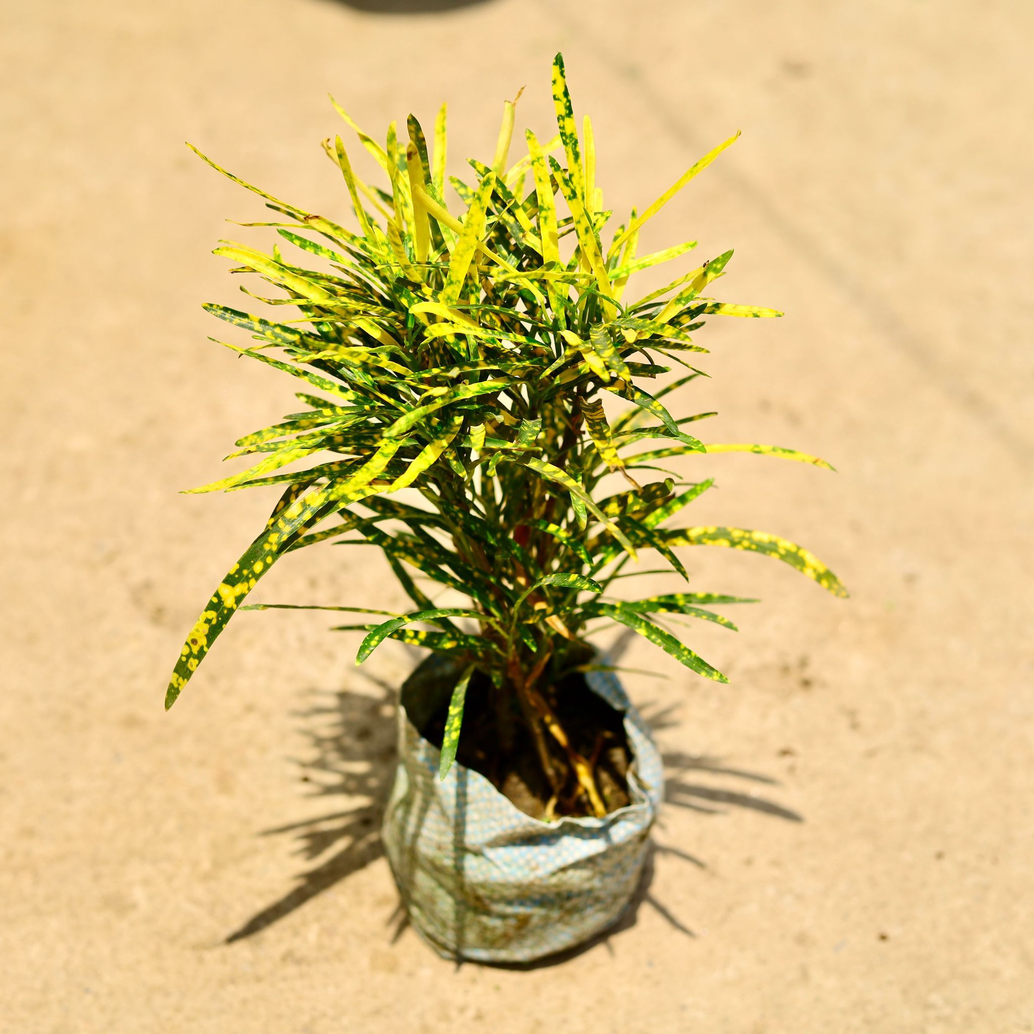 Air Purifying - Chironji Croton in 4 Inch Nursery Bag