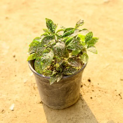 Buy Hypoestes / Polka Dot Pink in 6 Inch Nursery Pot Online | Urvann.com