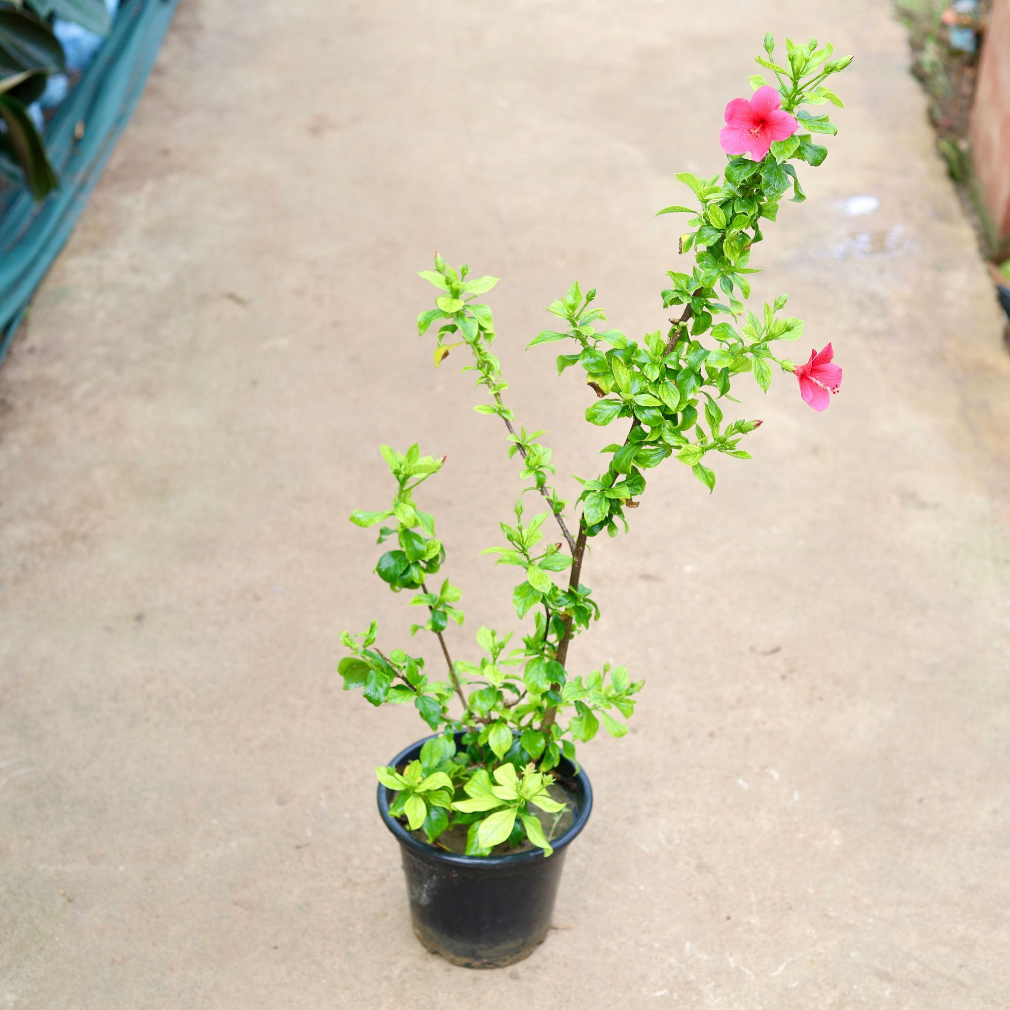 Hibiscus High Choice in 8 Inch Nursery Pot