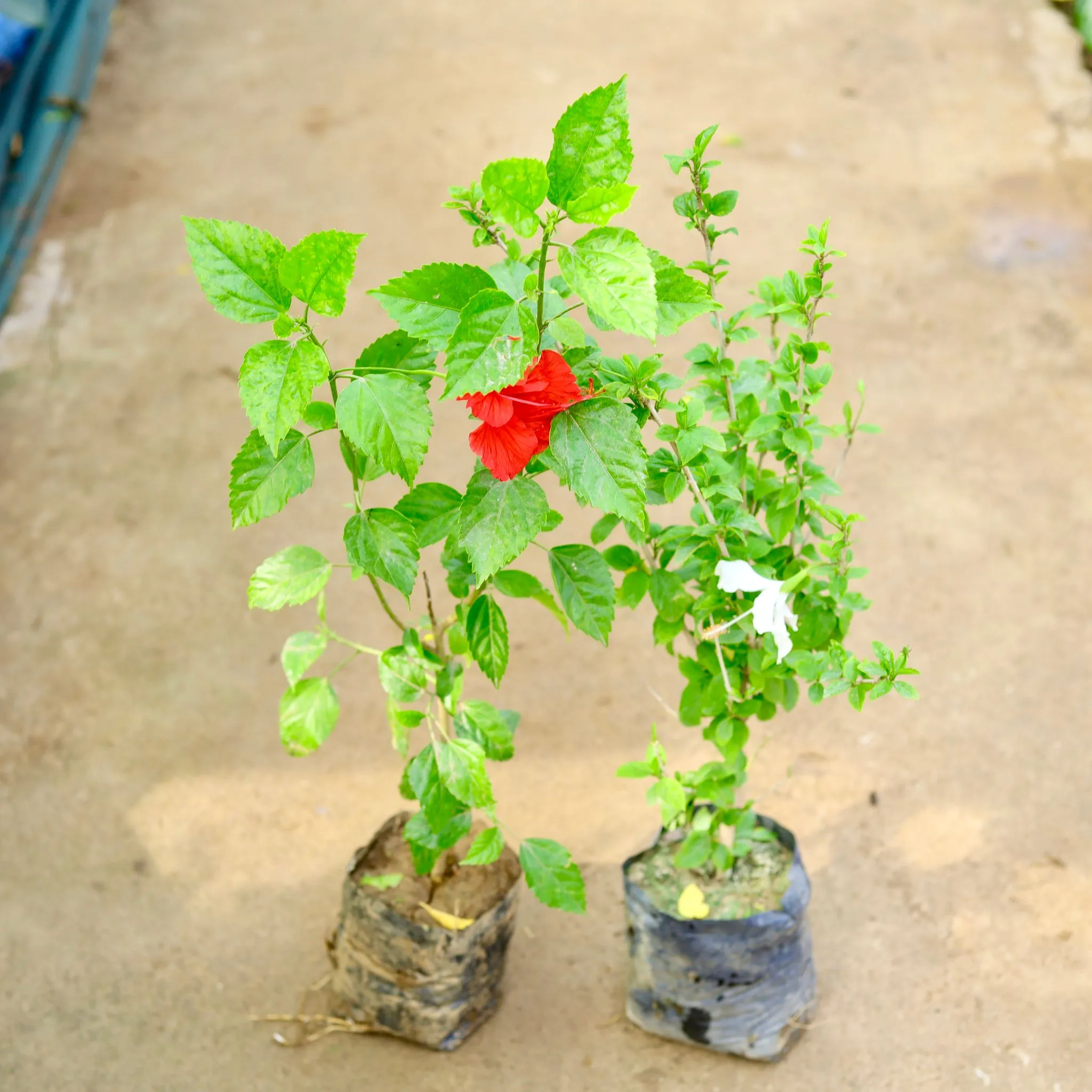 Set of 2 - Hibiscus - Red & White in 8 Inch Nursery Bag