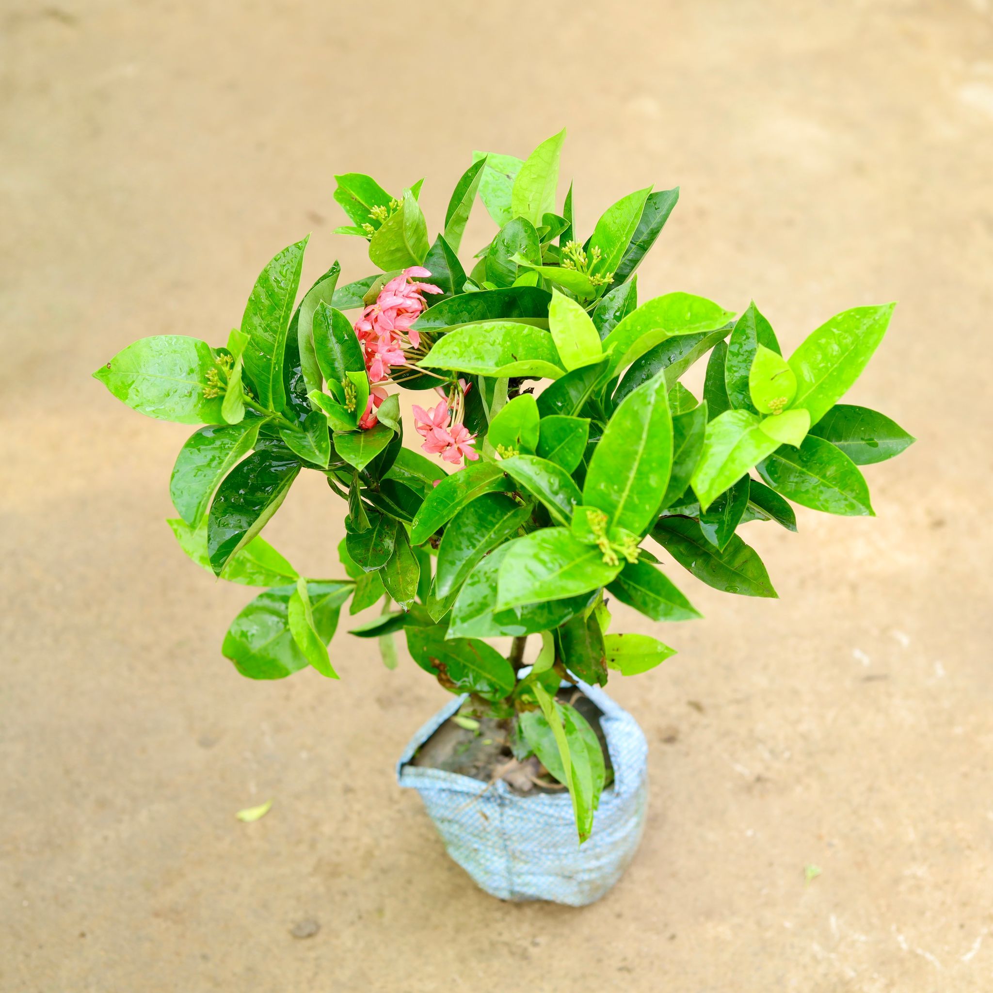 Ixora Pink in 8 Inch Nursery Bag