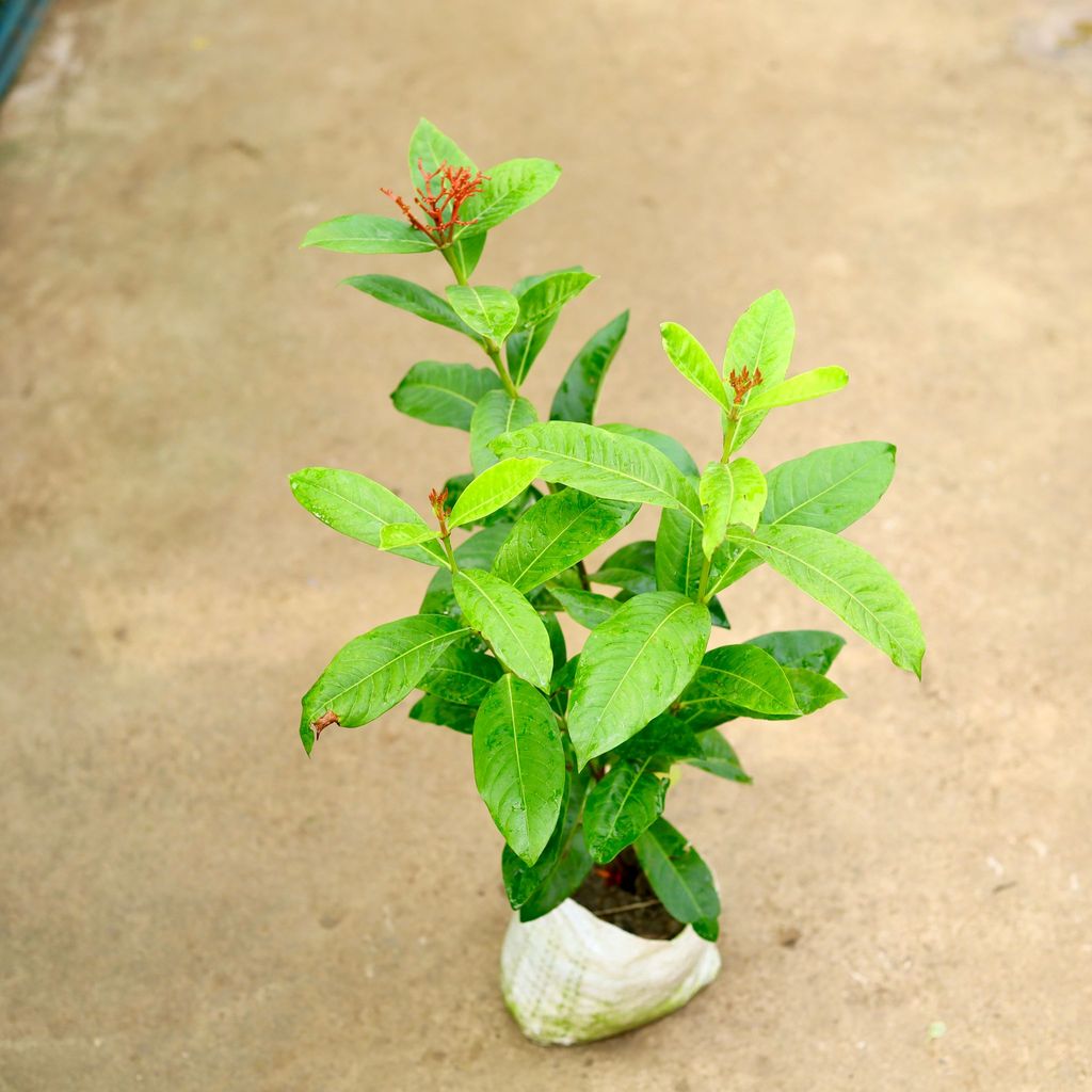 Buy Ixora Red in 8 Inch Nursery Bag Online | Urvann.com Ixora Red in 8 Inch Nursery Bag
