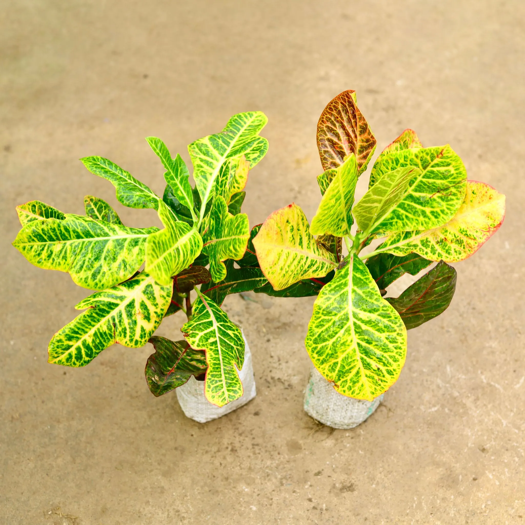 Set of 2 - Croton Petra in 4 Inch Nursery Bag