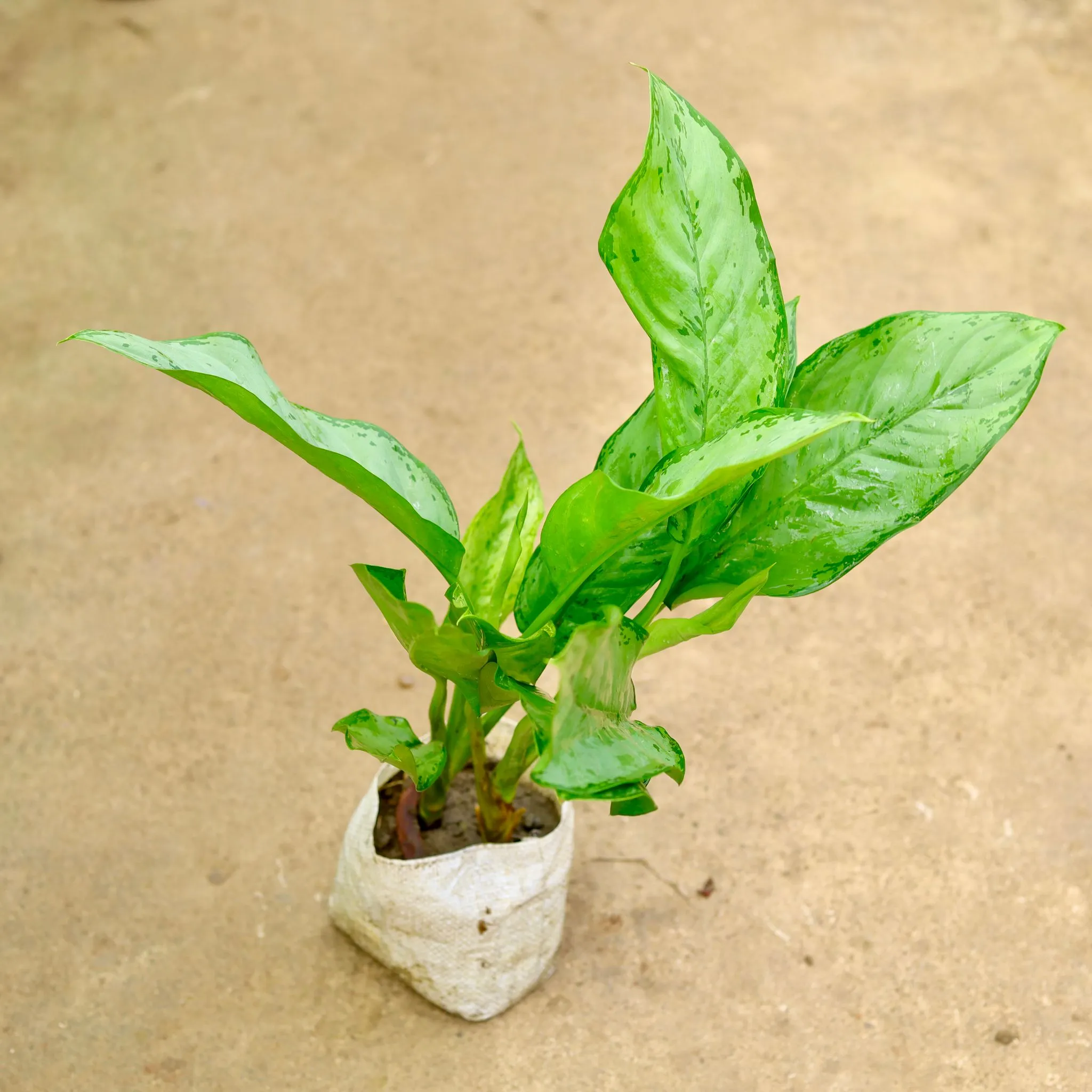 Aglaonema Filipica in 8 Inch Nursery Bag