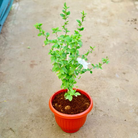 Hibiscus White in 10 Inch Live Plant Terracotta Red Olive Plastic Pot