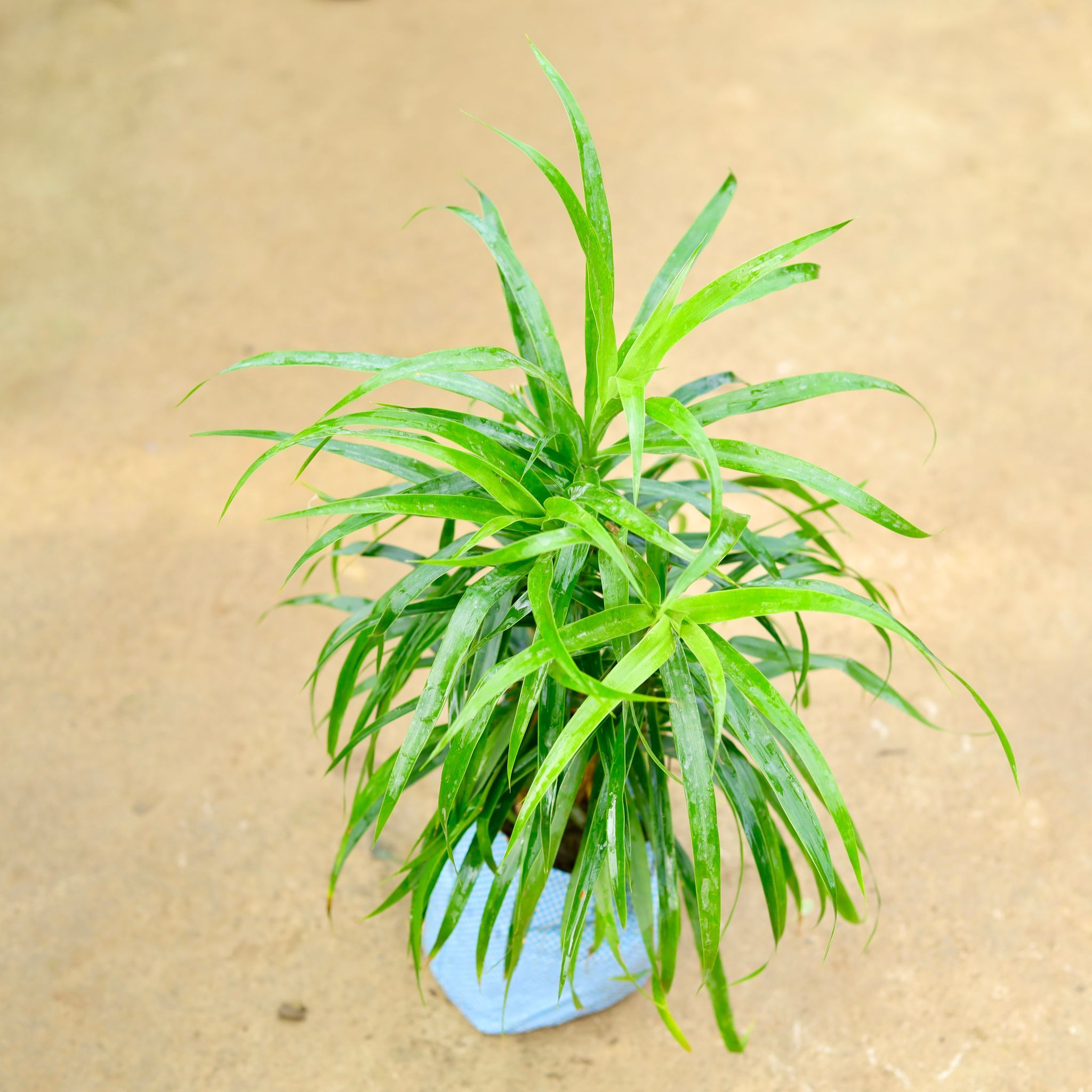 Dracaena Green in 8 Inch Nursery Bag