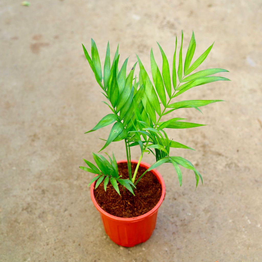 Buy Chameadorea Palm in 6 Inch Red Super Nursery Pot Online | Urvann.com Chameadorea Palm in 6 Inch Red Super Nursery Pot