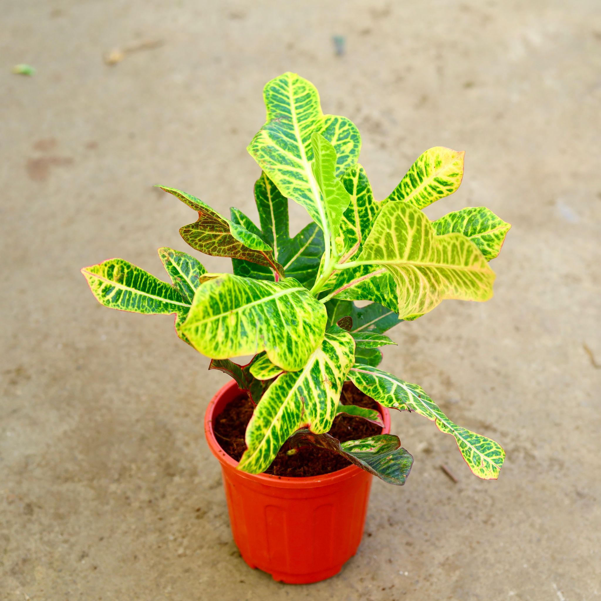 Air Purifying - Croton Petra in 6 Inch Red Super Nursery Pot