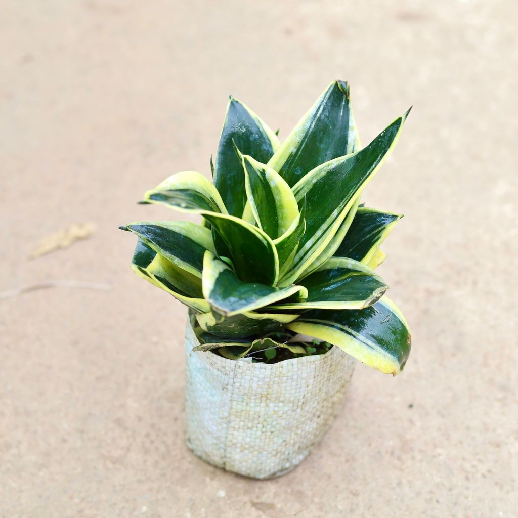 Buy Snake Dwarf in 4 Inch Nursery Bag Online | Urvann.com Snake Dwarf in 4 Inch Nursery Bag