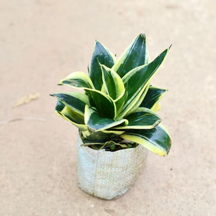 Buy Snake Dwarf in 4 Inch Nursery Bag Online | Urvann.com