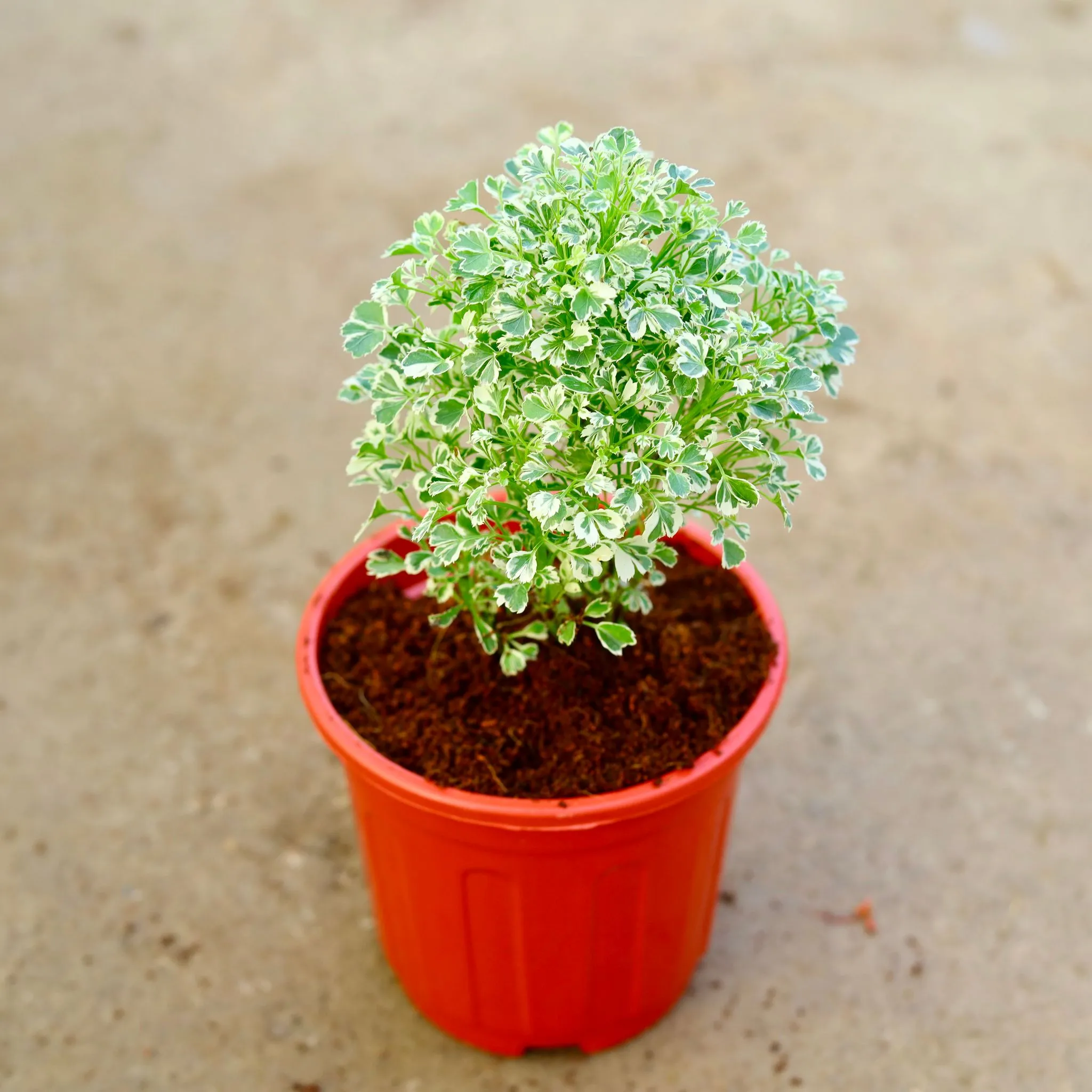 Aralia White in 6 Inch Red Super Nursery Pot