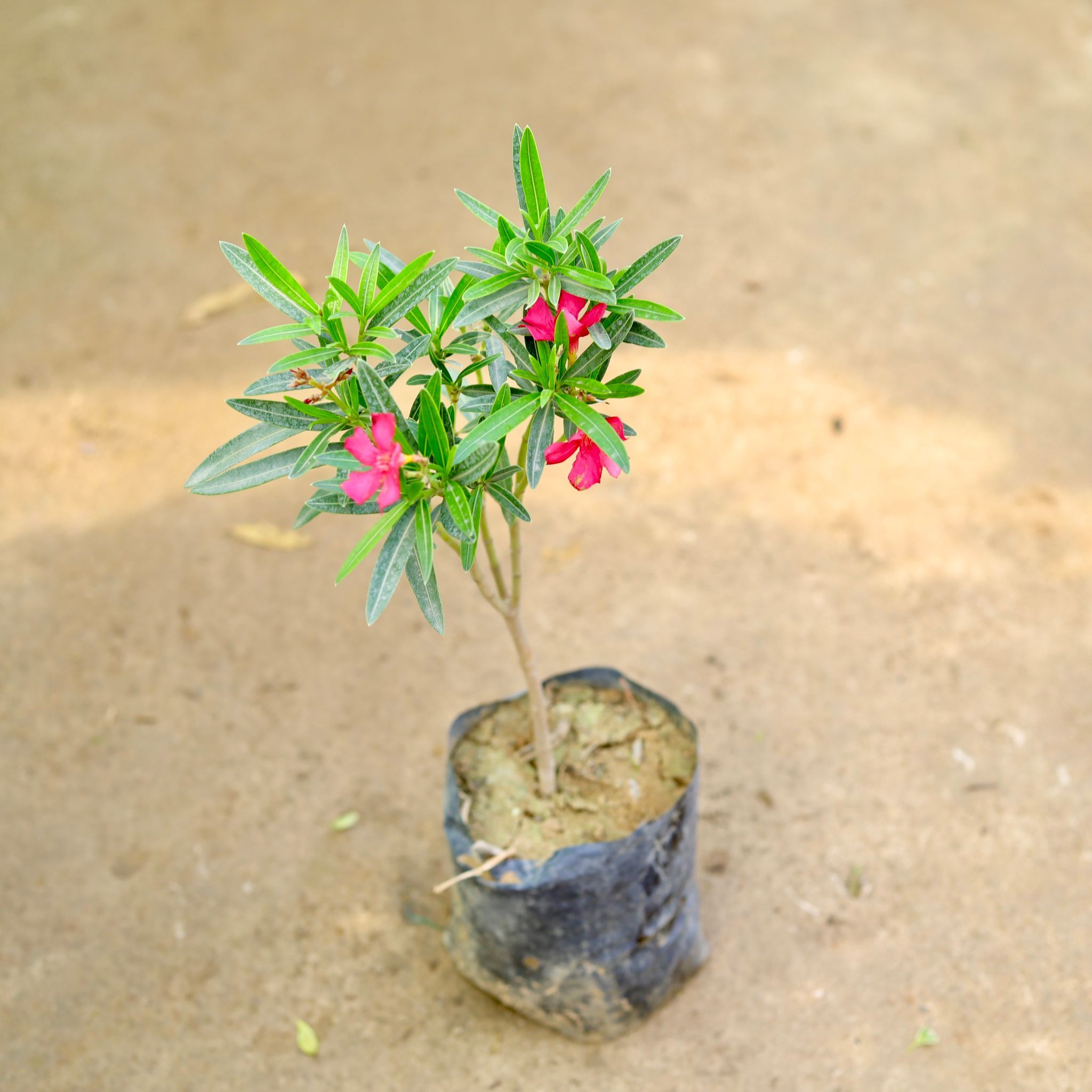 Kaner / Oleander Pink in 6 Inch Nursery Bag