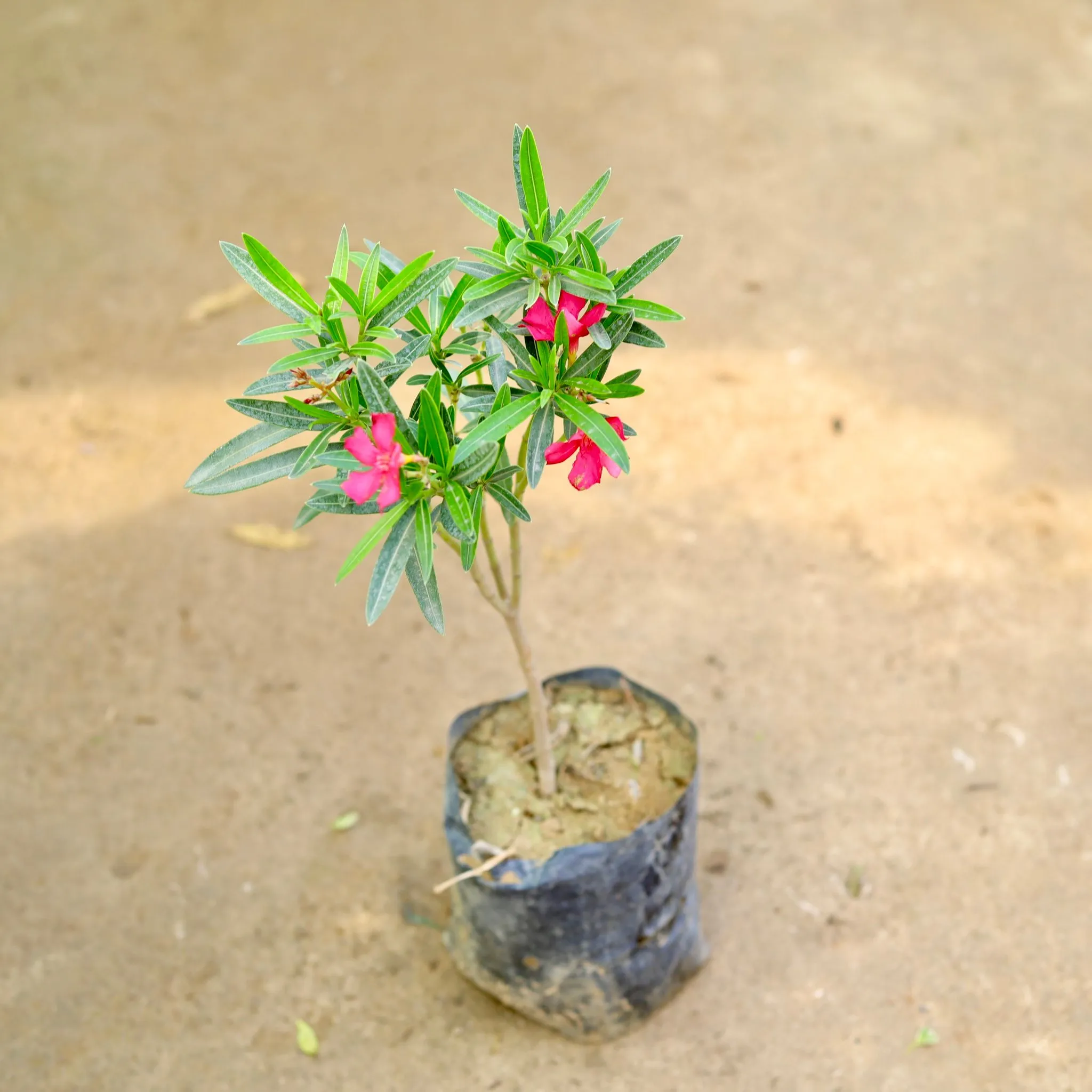 Kaner / Oleander Pink in 6 Inch Nursery Bag