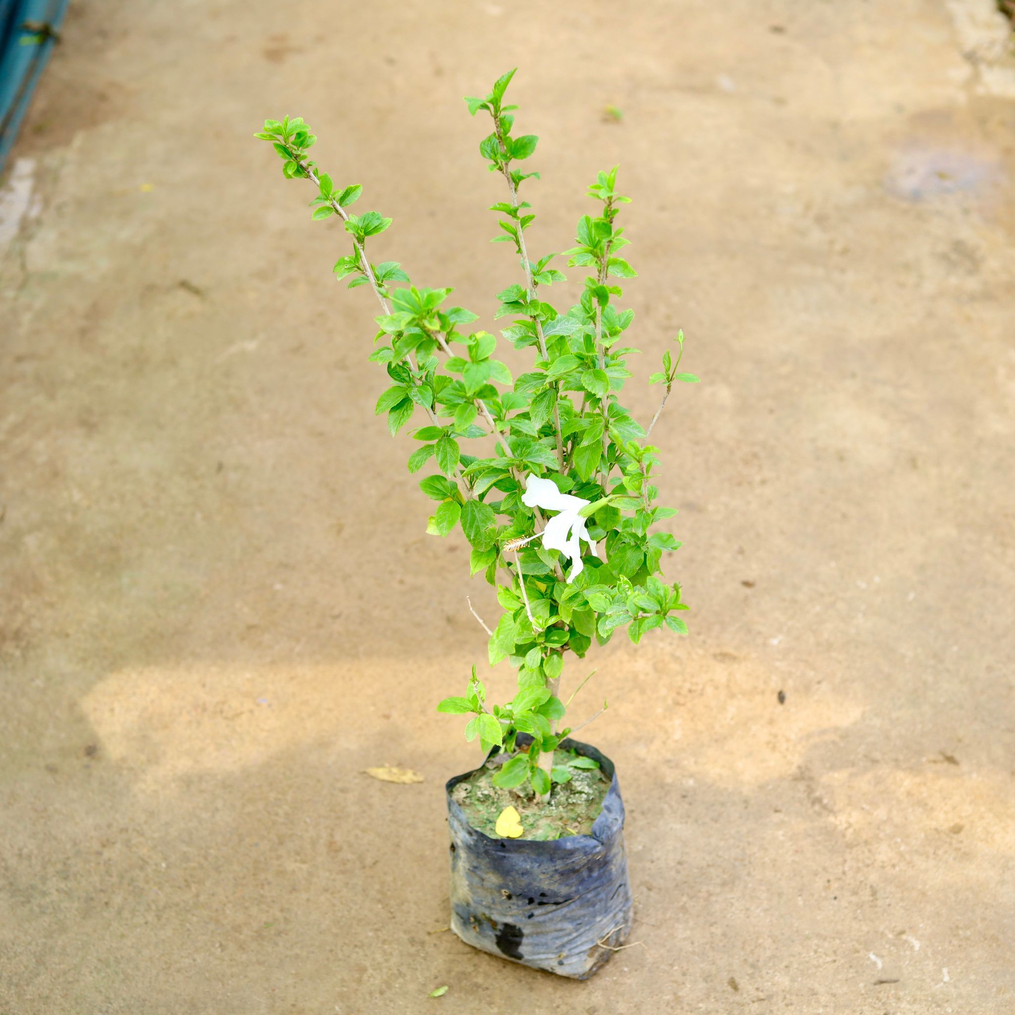 Hibiscus White in 8 Inch Nursery Bag